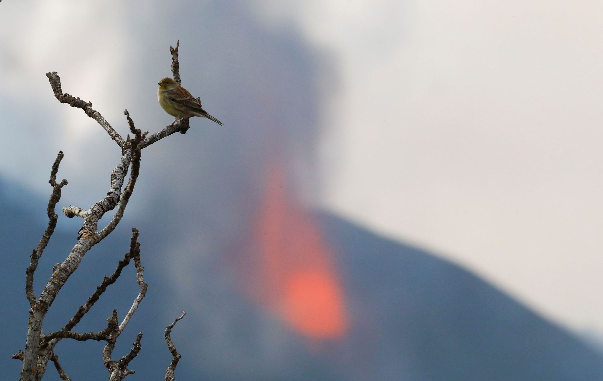 Sopka La Palma