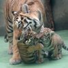 Tygři usurijští v olomoucké zoo
