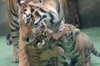 Foto: Olomoucká zoo prvně ukázala mláďata tygrů ussurijských