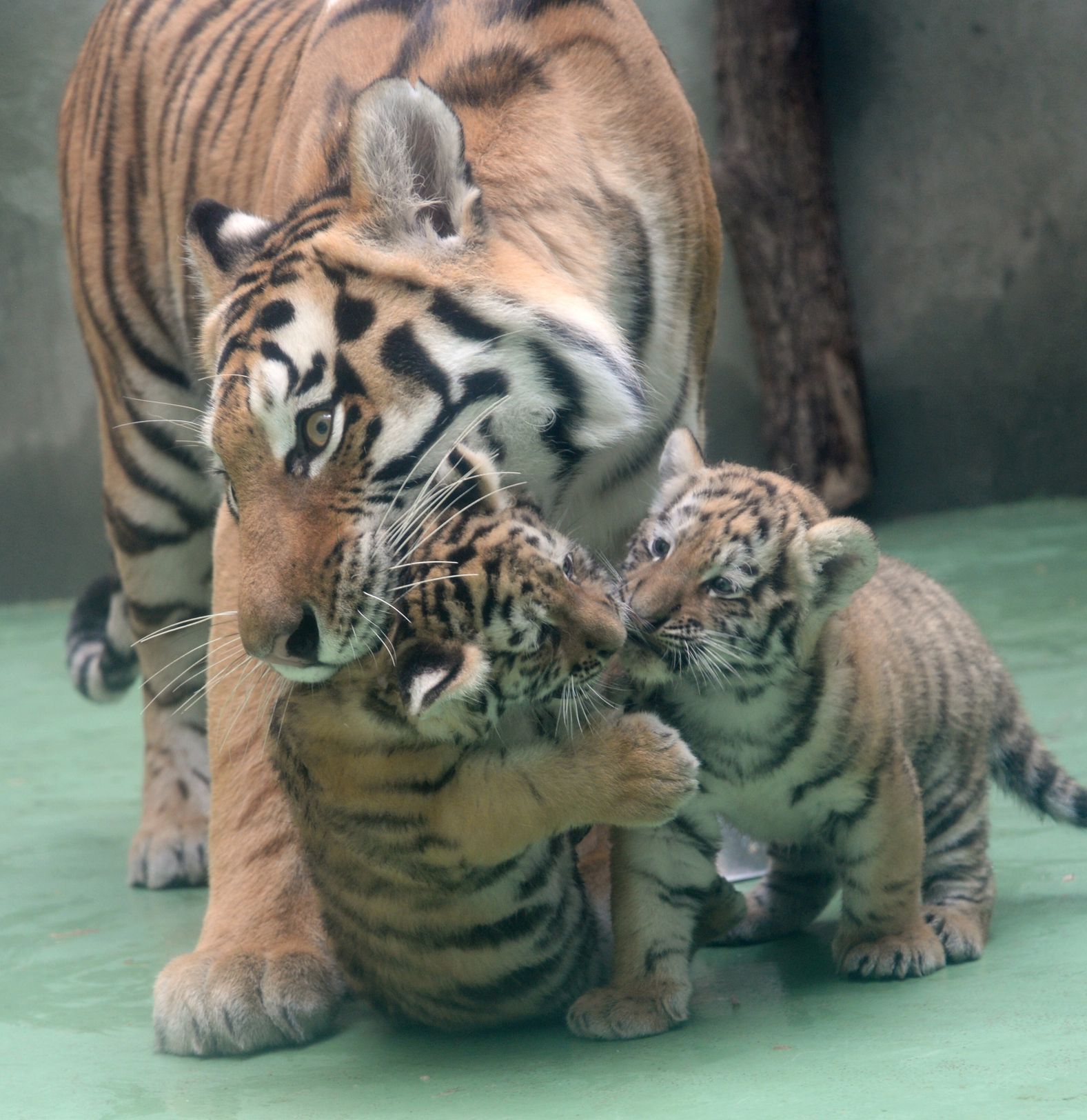 Tygři usurijští v olomoucké zoo