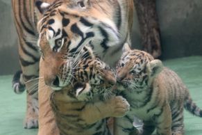 Foto: Olomoucká zoo prvně ukázala mláďata tygrů ussurijských