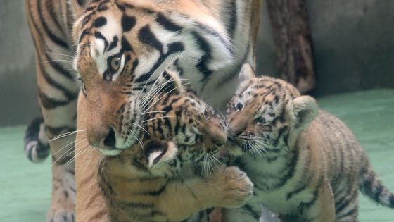 Foto: Olomoucká zoo prvně ukázala mláďata tygrů ussurijských