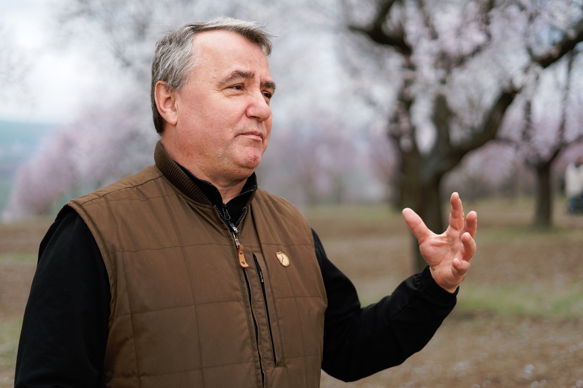 Mandloňové sady v Hustopečích v plném květu, březen 2024