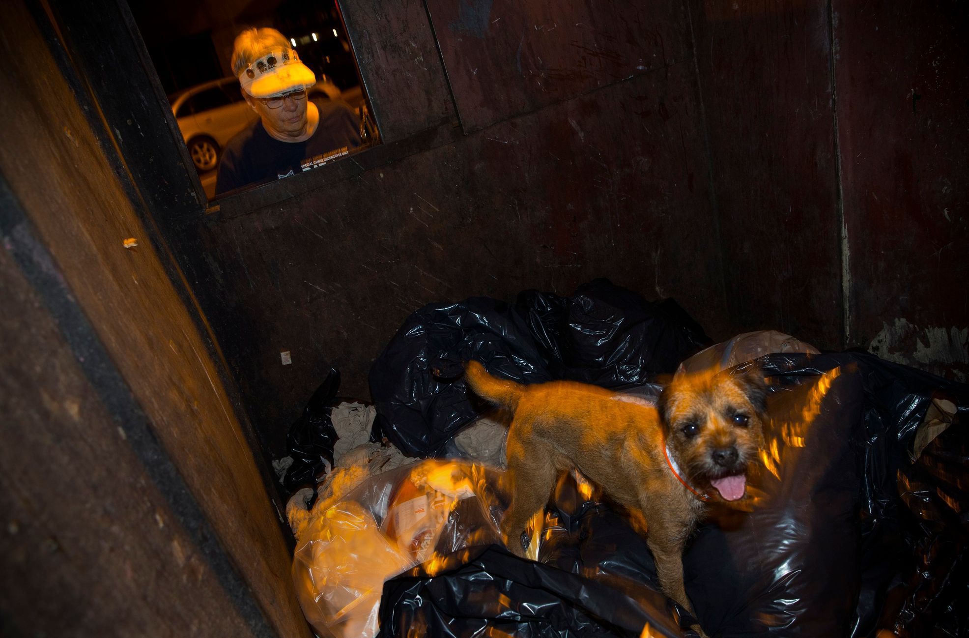 Merlin, a Border Terrier, hunts for rats in a dumpster as his owner Judy looks on, during an organized rat hunt on New York's Lower East Side