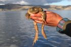 Foto: Největší jezero Jižní Ameriky ničí odpadky. Místní se bojí o ryby i vzácné žáby