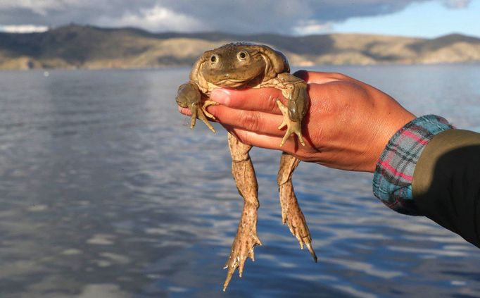 Jezero Titicaca, ležící v centrální oblasti And v Jižní Americe, dlouhodobě ohrožuje stoupající úroveň znečištění.