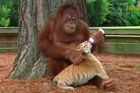 Orangutan nahradil tygrům matku. Hraje si s nimi a krmí je