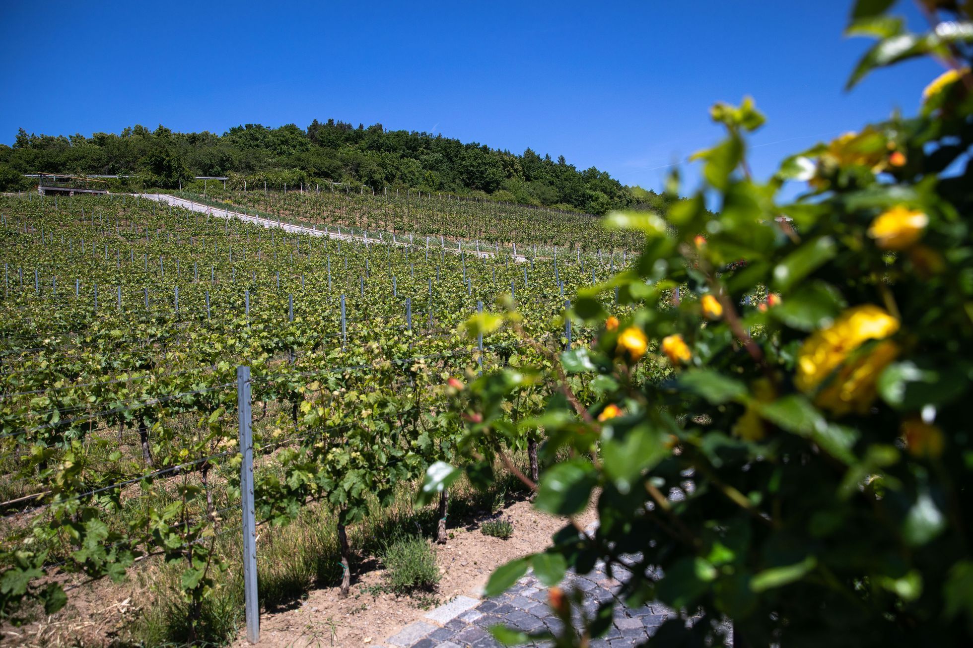 Restaurace Salabka a její šéfkuchař Petr Kunc, fine dining, jídlo, gastronomie, Michelinská hvězda