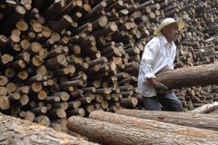 OSN vyzývá Asii: Zastavte kácení lesů. Úplně