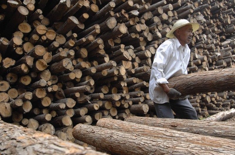 Kácení lesů v Číně