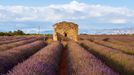 Levandulová pole v Provence, Jižní Francie