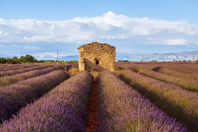 Levandulová pole v Provence, Jižní Francie