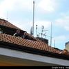 Pražští hasiči sundavali bordeauxskou dogu ze střechy
