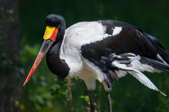 Zoo Dvůr Králové otevřela expozici o jihozápadní Africe zvanou West Cape.