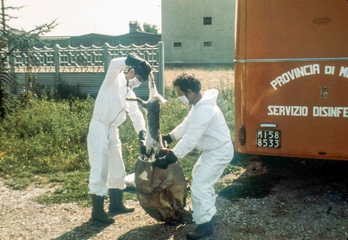 Pracovníci asanace v Sevesu sbírají uhynulá zvířata, Itálie, 1976. Po úniku dioxinu z továrny ICMESA uhynuly tisíce zvířat.