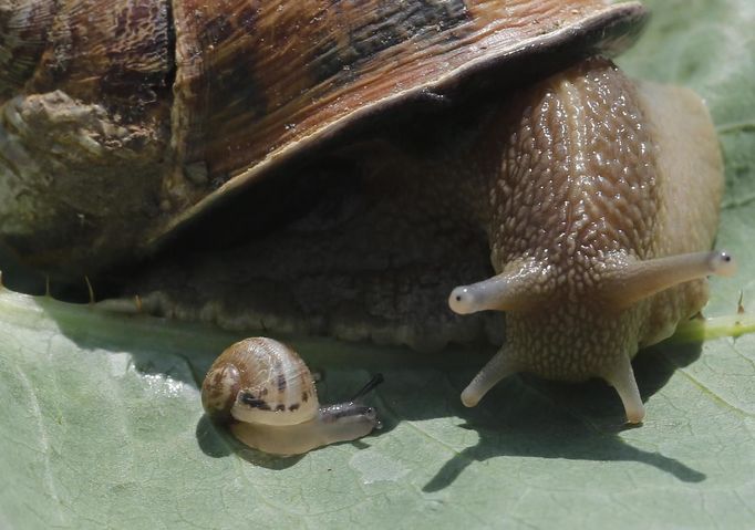 A snail (Helix Aspersa) and a baby snail sit on a leave in a farm in Vienna June 12, 2013. Andreas Gugumuck owns Vienna's largest snail farm, exporting snails, snail-caviar and snail-liver all over the world. The gourmet snails are processed using old traditional cooking techniques and some are sold locally to Austrian gourmet restaurants. Picture taken June 12, 2013. REUTERS/Leonhard Foeger (AUSTRIA - Tags: ANIMALS FOOD SOCIETY) Published: Čec. 16, 2013, 11:09 dop.