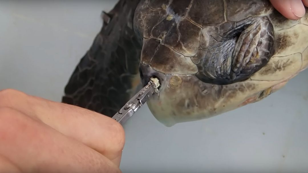 plasty - video (Sea Turtle with Straw)