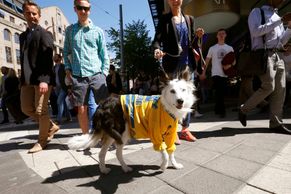 FOTO Ve Švédsku slaví i psi, Švýcarsko přivítalo hrdiny
