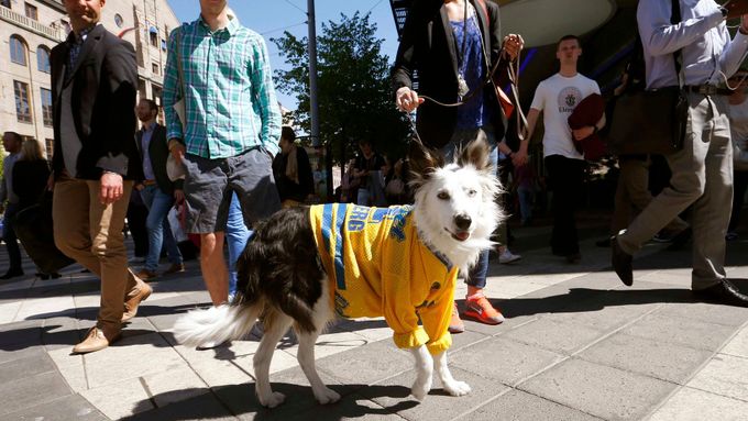 Oslavy ve velkém stylu. Žlutomodré dresy se třemi korunkami si ve Švédsku oblékli i psi.