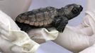 A healthy Loggerhead sea turtle hatchling is held after a hatching inventory on Litchfield Beach along the coast of South Carolina August 17, 2012. Nest inventories are taken three days after they hatch and the empty egg shells are categorized and the information is sent to researchers. Turtle volunteers walk the area's beaches along South Carolina's coast daily during the nesting season, looking for signs of turtle activity and keeping tabs on the progress of the endangered species of turtles that lay their eggs along the coast. Photo taken August 17, 2012. REUTERS/Randall Hill (UNITED STATES - Tags: ANIMALS ENVIRONMENT) Published: Srp. 21, 2012, 12:49 odp.