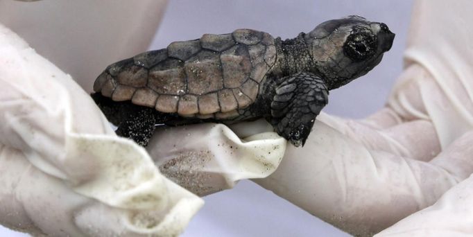 A healthy Loggerhead sea turtle hatchling is held after a hatching inventory on Litchfield Beach along the coast of South Carolina August 17, 2012. Nest inventories are taken three days after they hatch and the empty egg shells are categorized and the information is sent to researchers. Turtle volunteers walk the area's beaches along South Carolina's coast daily during the nesting season, looking for signs of turtle activity and keeping tabs on the progress of the endangered species of turtles that lay their eggs along the coast. Photo taken August 17, 2012. REUTERS/Randall Hill (UNITED STATES - Tags: ANIMALS ENVIRONMENT) Published: Srp. 21, 2012, 12:49 odp.