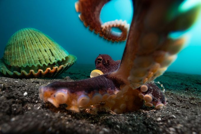 Vítězové soutěže Underwater Photographer of the Year 2024