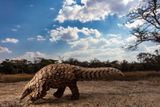 Vítěz v kategorii Svět přírody a divoká zvířata / Professional: Brent Stirton (Jižní Afrika) se sérií Luskouni v krizi (Pangolins in Crisis). Ukázka z širšího souboru snímků.