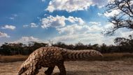 Vítěz v kategorii Svět přírody a divoká zvířata / Professional: Brent Stirton (Jižní Afrika) se sérií Luskouni v krizi (Pangolins in Crisis). Ukázka z širšího souboru snímků.