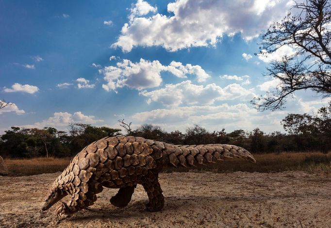 Vítězové soutěže Sony World Photography Awards 2020 v profesionálních kategoriích