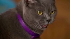 Česká televize představila upoutávku na nový zábavný pořad o domácích mazlíčcích Kočka není pes.