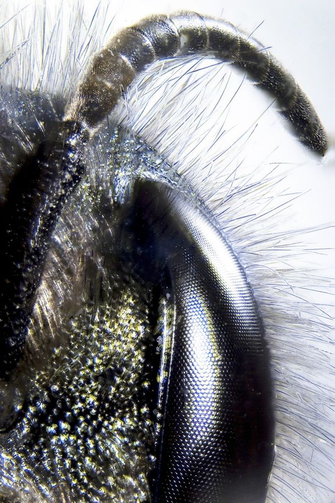 Microphoto Detail of a bee [Each utilisation of our picture material is subject to ro