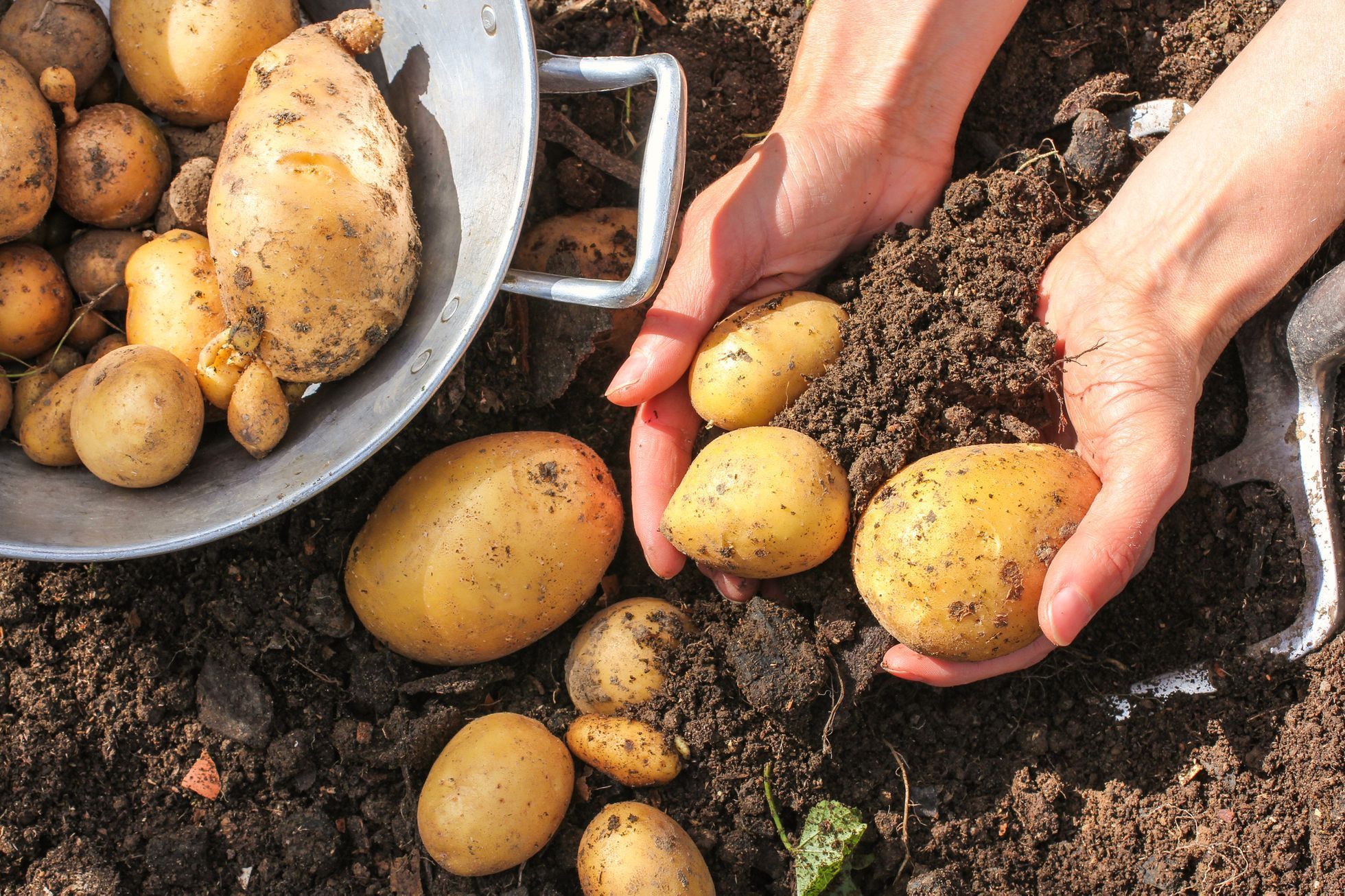 Paběrkování  pole - brambory - půda - zemědělec - zemědělství