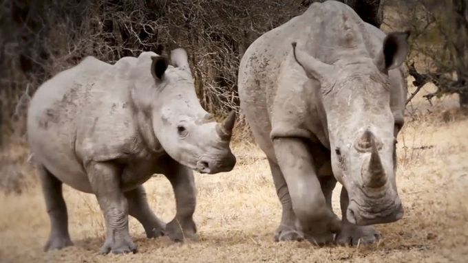 S ochranou nosorožců před pytláky pomáhá nejmodernější technika