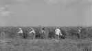 Okopávání cukrové třtiny na plantáži v Louisianě, 1937.