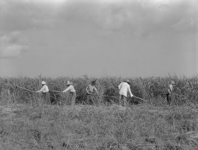 Okopávání cukrové třtiny na plantáži v Louisianě, 1937.