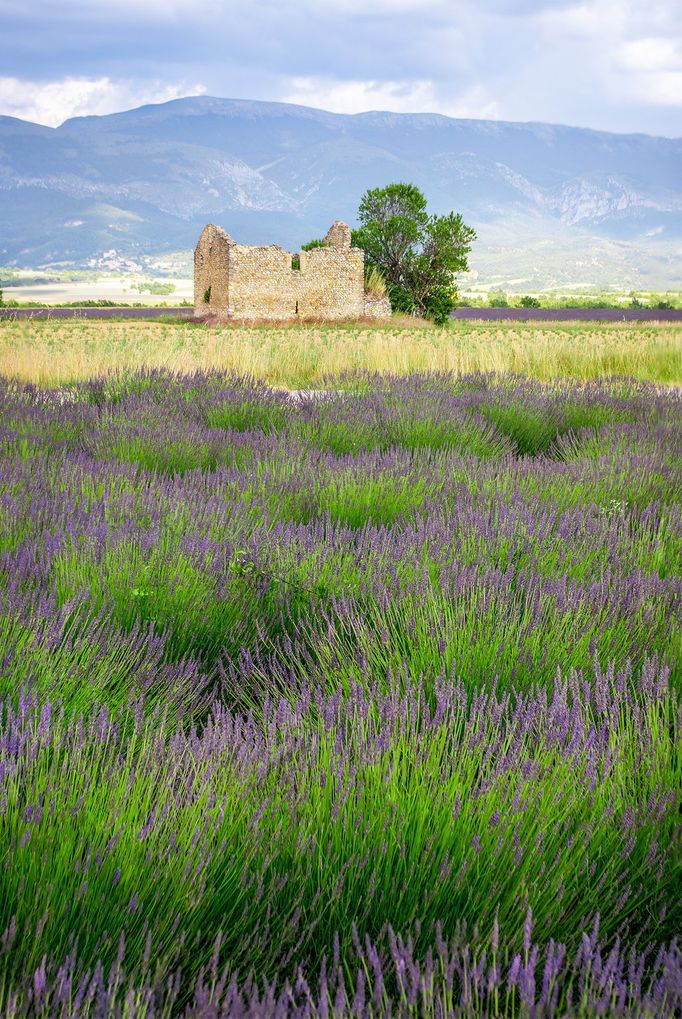 Levandulová pole v Provence