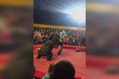 Cirkusový medvěd v Rusku napadl krotitele, který ho nutil tlačit kolečko
