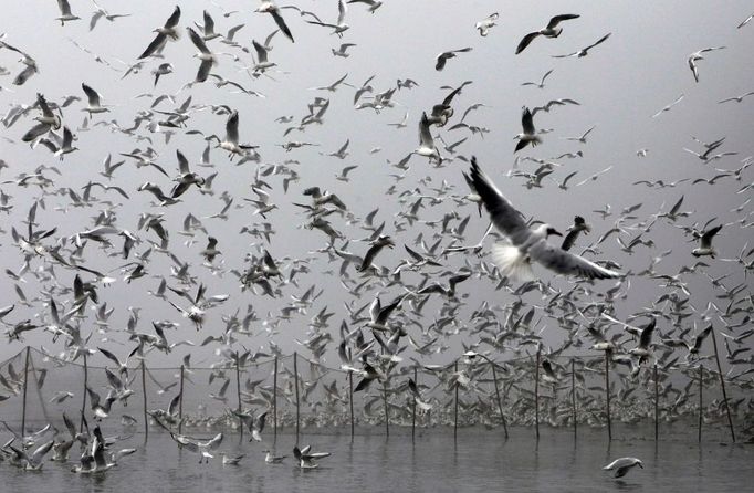 I tento netypický pohled je z podzimního Česka. Konkrétně byl pořízen při výlovu rybníka Velký Tisý u Lomnice nad Lužnicí. Zachycuje nálety racků na drobné rybky, které uvízly v bahně.