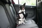 Psa můžete v autě připoutat speciálním bezpečnostním pásem nebo umístit do přepravky, která je připevněná ke karoserii vozu. Psa tak ochráníte před možným zraněním v případě nárazu a zároveň minimalizujete riziko, že vás bude při jízdě vyrušovat.