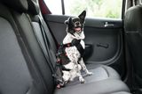 Psa můžete v autě připoutat speciálním bezpečnostním pásem nebo umístit do přepravky, která je připevněná ke karoserii vozu. Psa tak ochráníte před možným zraněním v případě nárazu a zároveň minimalizujete riziko, že vás bude při jízdě vyrušovat.