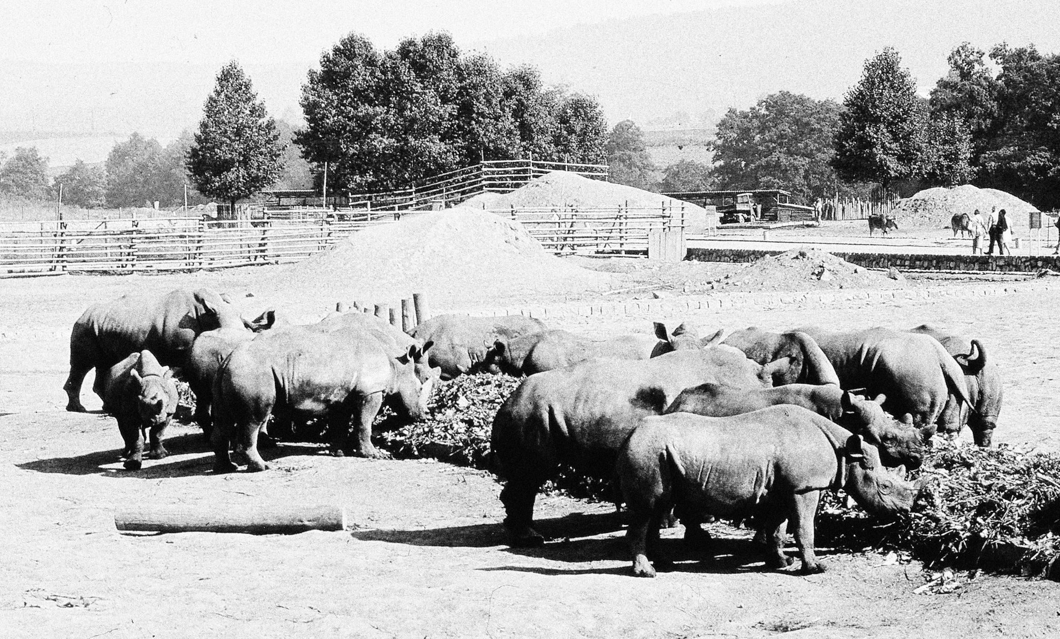 Jednorázové užití / Fotogalerie / ZOO Dvůr Králové je tu už 75 let. Podívejte se na snímky z její historie