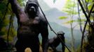 A band of gorillas is depicted in a diorama in the Pittsfield Museum in Pittsfield Massachusetts