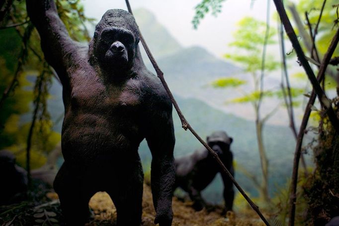 A band of gorillas is depicted in a diorama in the Pittsfield Museum in Pittsfield Massachusetts