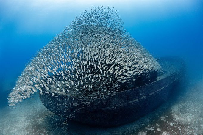 Vítězové soutěže Underwater Photographer of the Year 2024