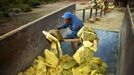 Sulfur miner unloads his load of sulfur into a truck Sulfur miners in Eastern Java's famous sulfur-belching Ijen crater rely on their sheer muscle power to mine sulfur in