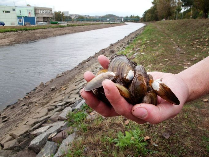 Pracovníci Pražské zvířecí záchranky, členové Českého svazu ochránců přírody a dobrovolníci, vraceli zpátky do vody škeble a další vodní živočichy. Na souši mezi Štvanicí a Trojou jich uvázly desetitisíce. Povodí Vltavy totiž kvůli údržbě jezu snížilo hladinu řeky o dva metry. To vyplavilo na břeh nečekané množství živých tvorů.