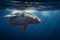 S výzkumem velryb pomůže nová technologie. Vědci využijí satelitní snímky z vesmíru