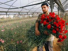 Ekonomika Gazy je díky blokádě v troskách. Dříve se z ní vyváželo 40 milionů květin ročně