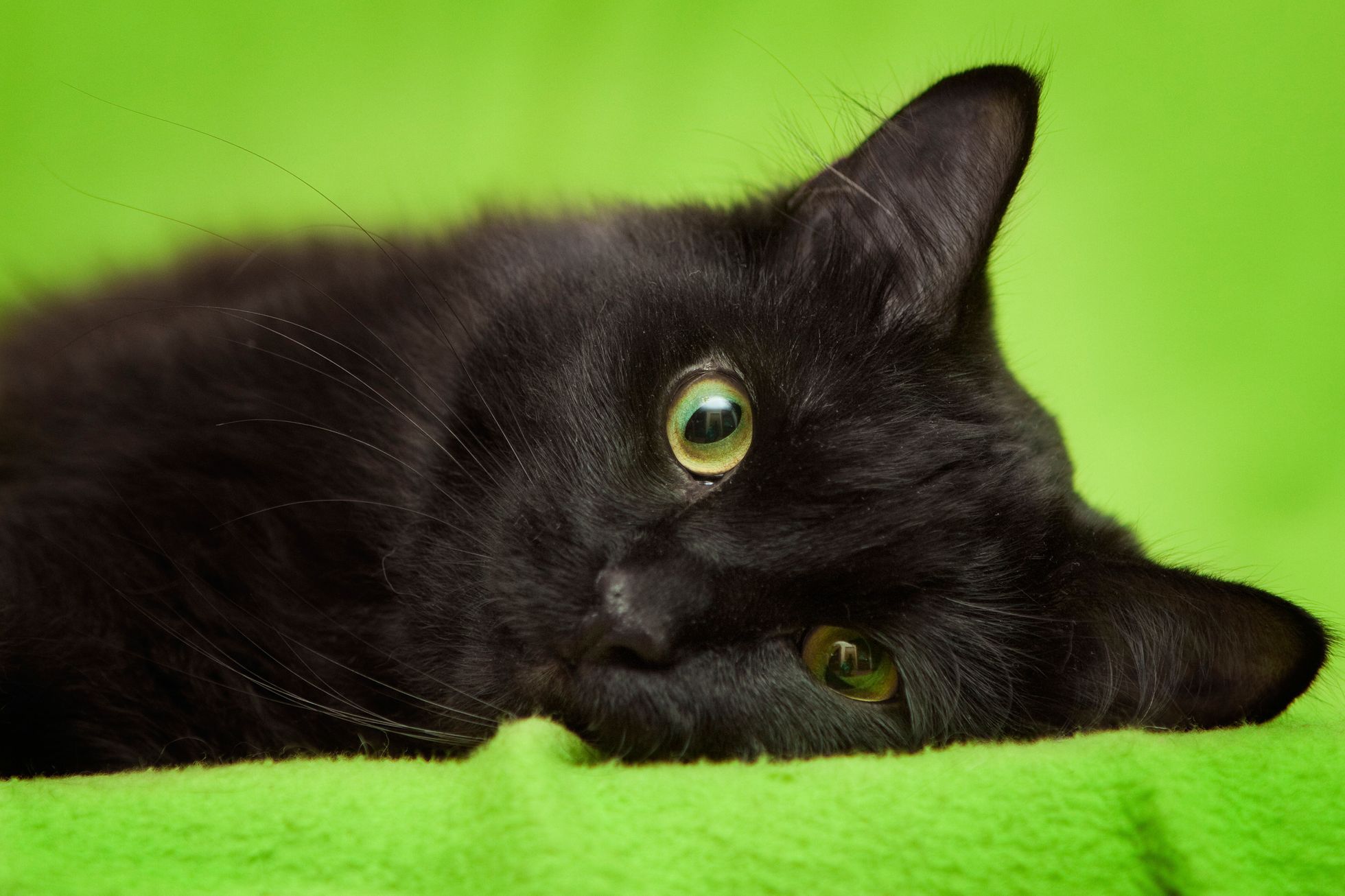 Фото Зеленых Котят