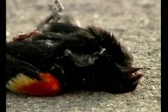 Na pláži v Chile se našly na dva tisíce mrtvých ptáků